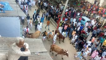 Goverdhan Pooja Nathdwara Khekhra Cows