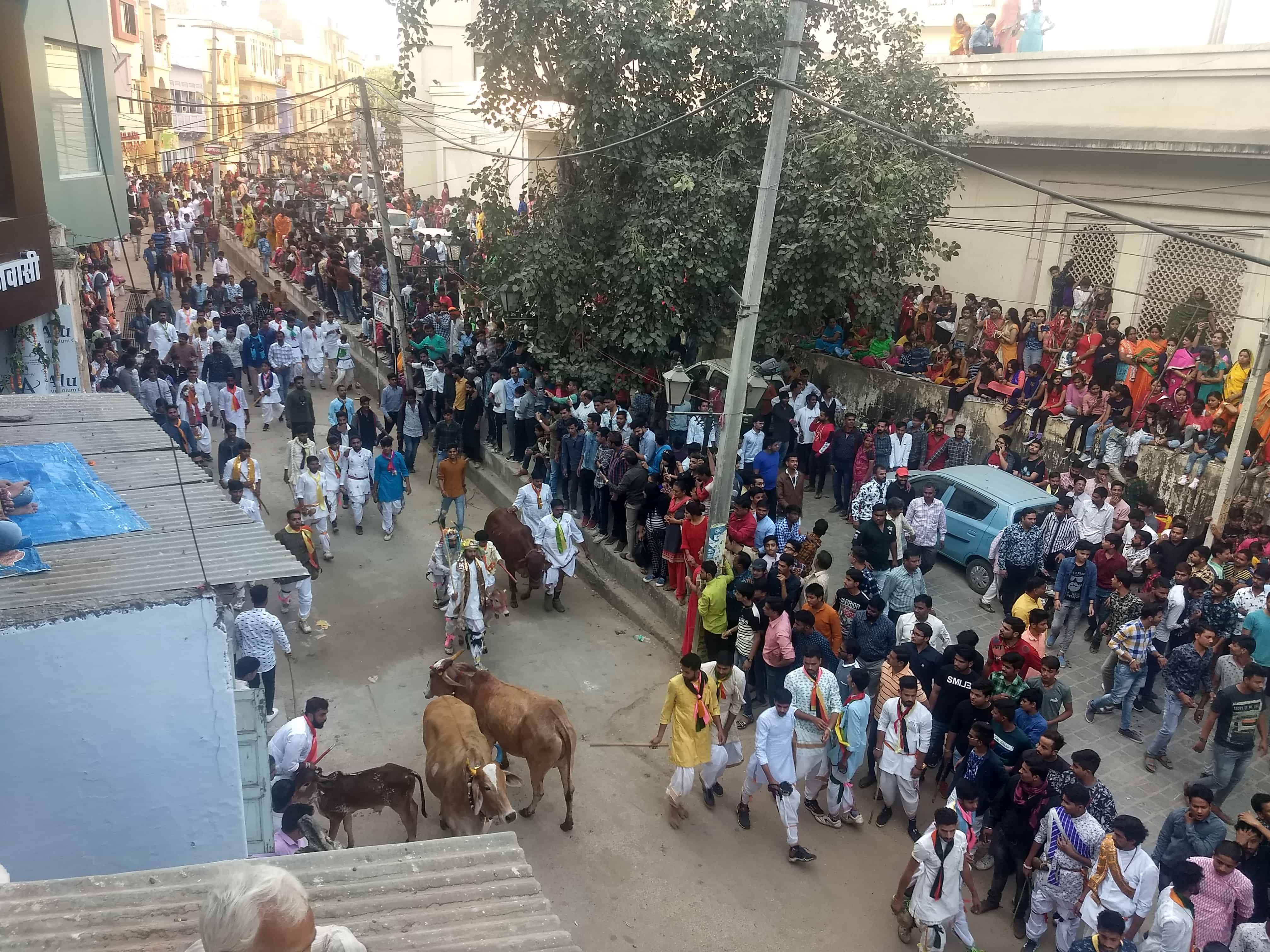 Khekra Festival Celebration Begins Gwalas Calves