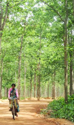 Joypur Forest Bankura West Bengal