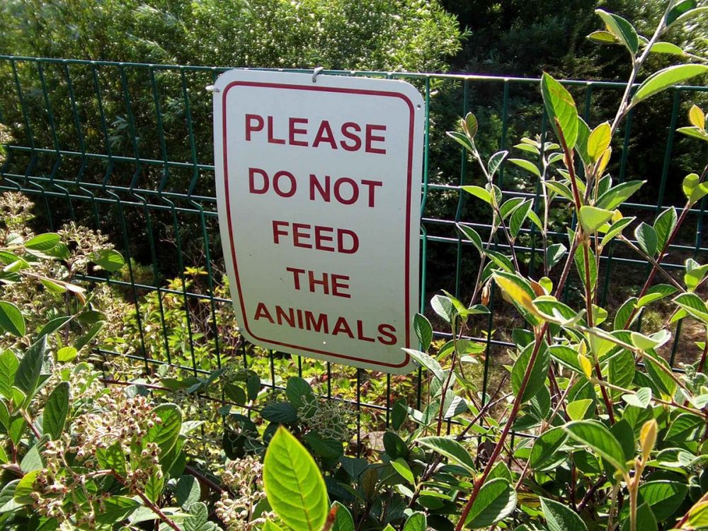 Never Feed The Animals In The Jungle
