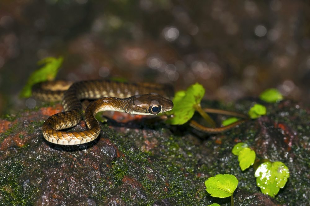 Herping Agumbe Karnataka