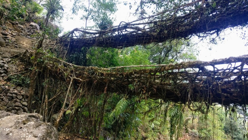 Living Root Bridges Northeast Indian