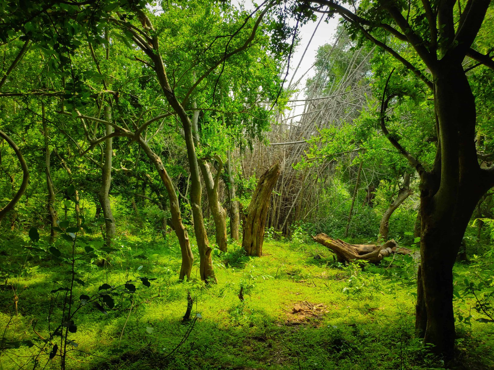 Jawadhu Reserve Forest Lost in the Woods!