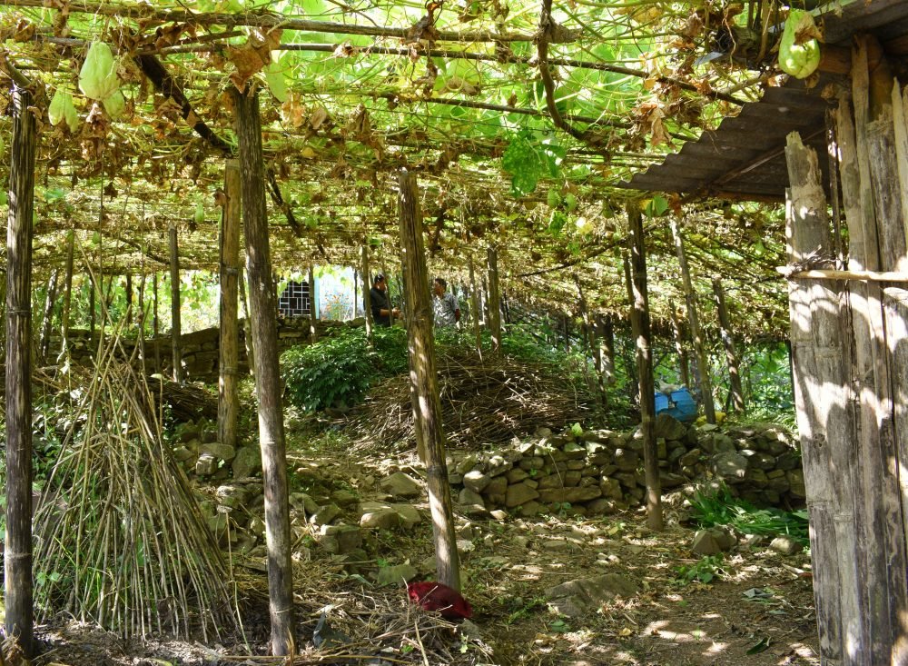 A Squash Tunnel On Our Way To Rajeshwari Homestay