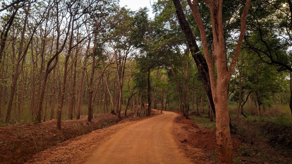 The Forest Road Towards Harangi Backwaters