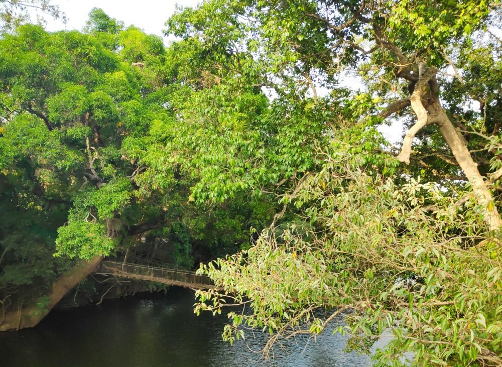 The Suspension Bridge From Nisargadhama Entrance